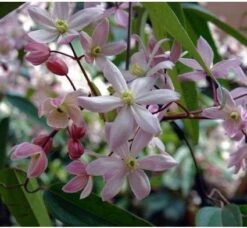 Bosrank (Clematis Armandii 'Apple Blossom') D 9 H 25 Cm