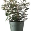 Olijfwilg (Elaeagnus Ebbingei) H 80-100 Cm 2 Olijfwilg (Elaeagnus Ebbingei) H 80-100 Cm -PlantenPuur Verkoopwinkel 8720196156788 0 1 1