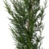 Haagconifeer (Cupressocyparis Leylandii '2001') D 28 H 120 Cm -PlantenPuur Verkoopwinkel 8720196211951 1