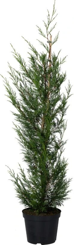 Haagconifeer (Cupressocyparis Leylandii '2001') D 28 H 120 Cm