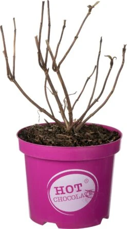 Fluweelhortensia (Hydrangea Aspera 'Hot Chocolate') D 19 H 25 Cm
