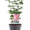 Chinese Roos (Hibiscus Syriacus 'Woodbridge' ) D 21 H 50 Cm -PlantenPuur Verkoopwinkel 8720196214372 0