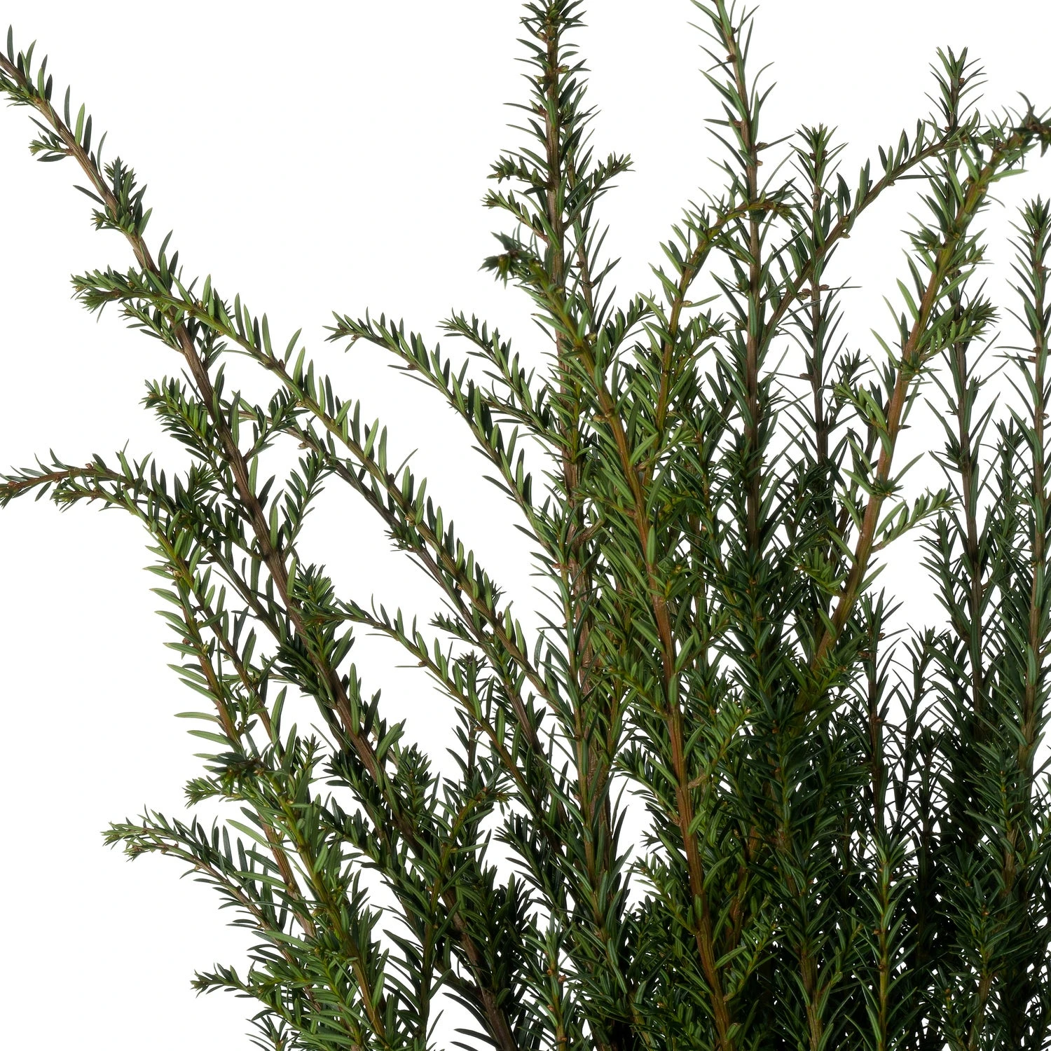 Taxus (Taxus Baccata) D 29 H 80 Cm 4 Taxus (Taxus Baccata) D 29 H 80 Cm - Afbeelding 2