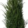 Taxus (Taxus Baccata) D 29 H 80 Cm -PlantenPuur Verkoopwinkel 8720196217373 1
