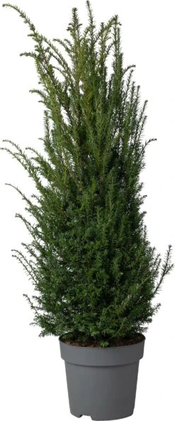 Taxus (Taxus Baccata) D 29 H 80 Cm
