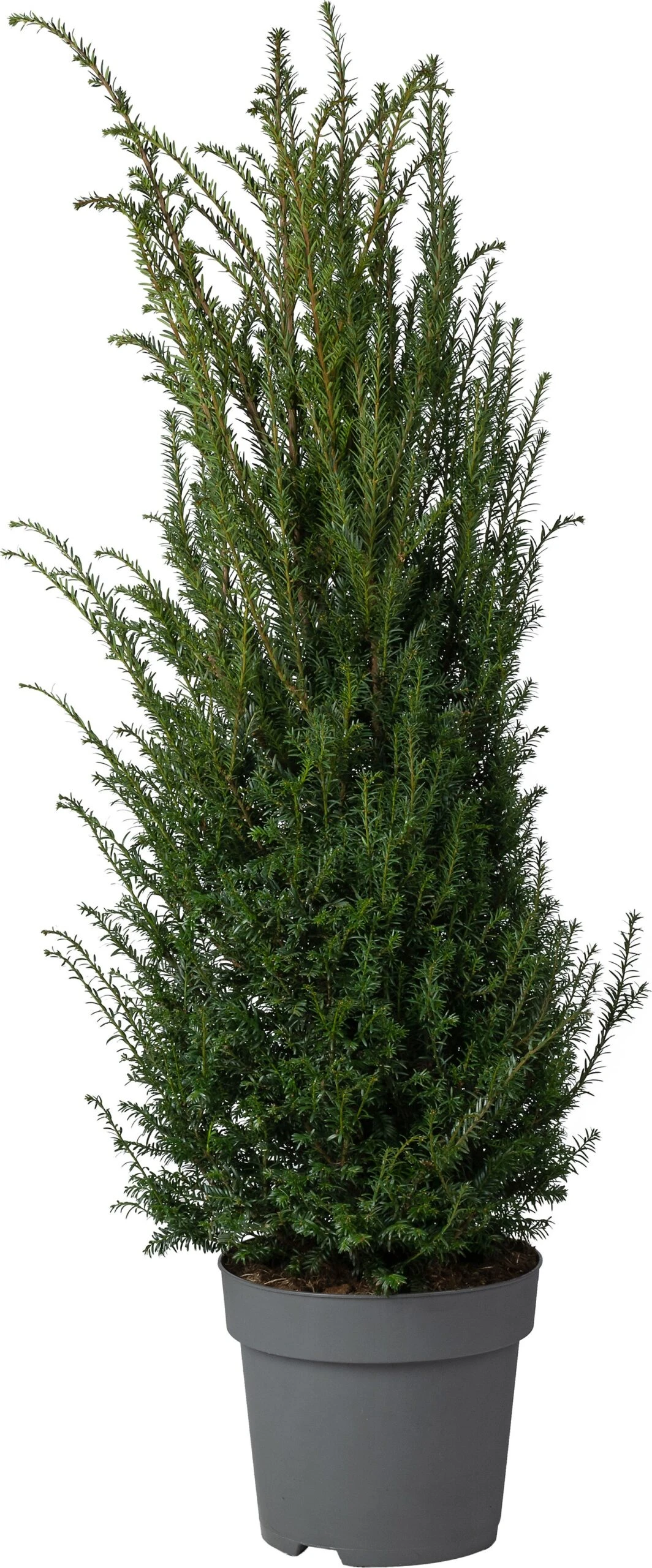 Taxus (Taxus Baccata) D 29 H 80 Cm 3 Taxus (Taxus Baccata) D 29 H 80 Cm