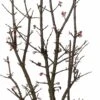 Sneeuwbal (Viburnum Bodnantense 'Dawn') D 32 H 90 Cm 1 Sneeuwbal (Viburnum Bodnantense 'Dawn') D 32 H 90 Cm -PlantenPuur Verkoopwinkel 8720196217656 0