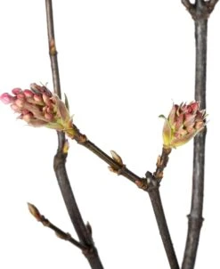 Sneeuwbal (Viburnum Bodnantense 'Dawn') D 32 H 90 Cm -PlantenPuur Verkoopwinkel 8720196217656 1