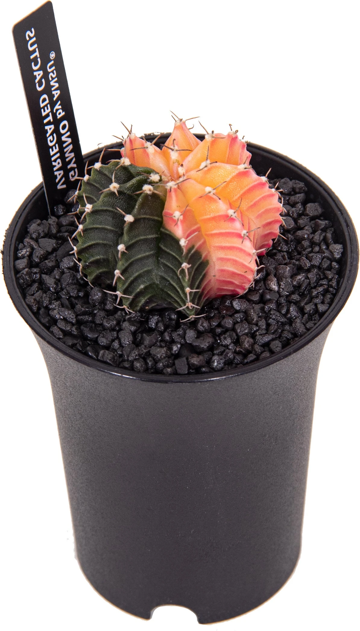 Bonte Cactus (Gymnocalycium Mihanovichii 'Variegata') D 6,5 H 13 Cm 3 Bonte Cactus (Gymnocalycium Mihanovichii 'Variegata') D 6,5 H 13 Cm