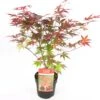 Japanse Esdoorn (Acer Palmatum 'Atropurpureum') H 125-150 Cm -PlantenPuur Verkoopwinkel 8720196468447