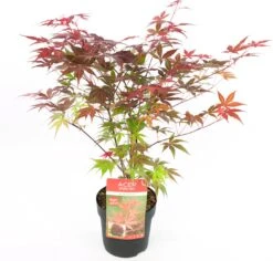 Japanse Esdoorn (Acer Palmatum 'Atropurpureum') H 150-175 Cm