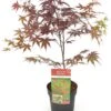Japanse Esdoorn (Acer Palmatum 'Bloodgood') H 125-150 Cm -PlantenPuur Verkoopwinkel 8720196468478