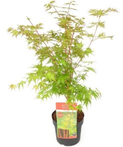 Japanse Esdoorn (Acer Palmatum 'Sangokaku') H 100-125 Cm