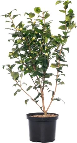 Japanse Roos (Camellia Japonica 'Perfection White') H 60-80 Cm