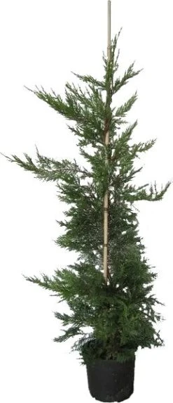 Conifeer (Cupressocyparis Leylandii) H 175-200 Cm