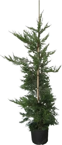 Conifeer (Cupressocyparis Leylandii) H 175-200 Cm 3 Conifeer (Cupressocyparis Leylandii) H 175-200 Cm