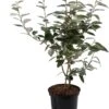 Olijfwilg (Elaeagnus Ebbingei) H 150-175 Cm -PlantenPuur Verkoopwinkel 8720196468652
