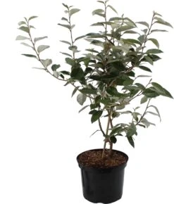 Olijfwilg (Elaeagnus Ebbingei) H 150-175 Cm