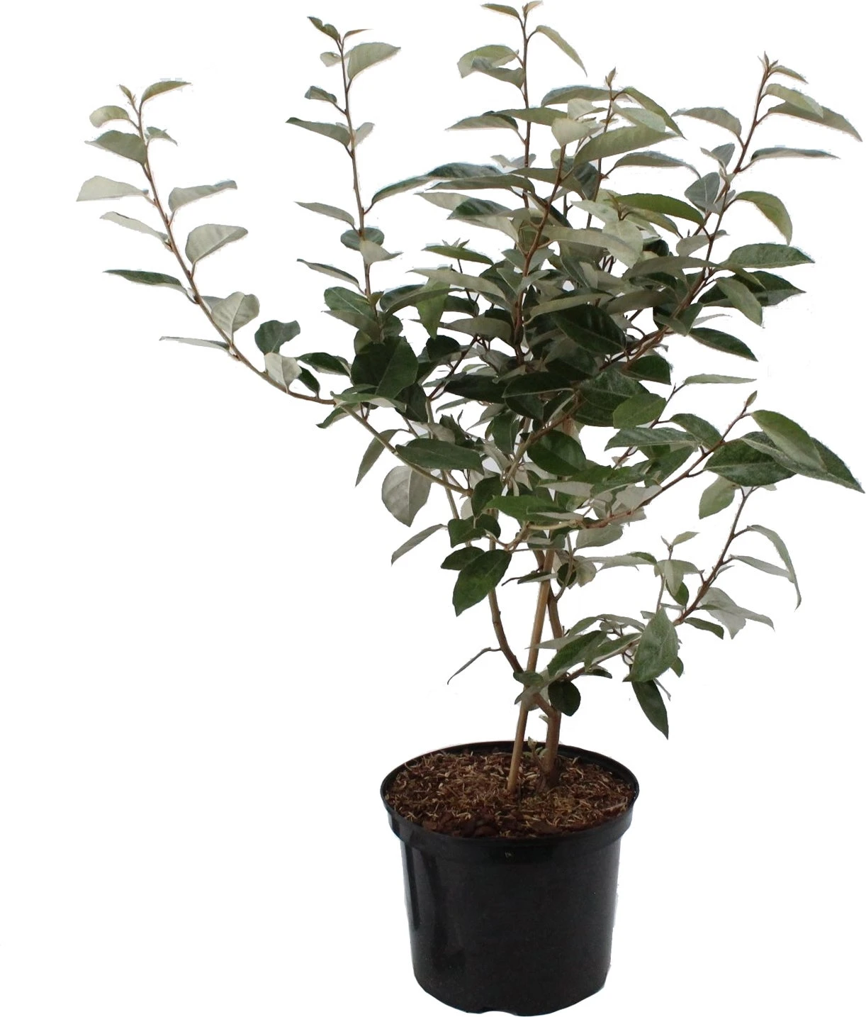 Olijfwilg (Elaeagnus Ebbingei) H 150-175 Cm 2 Olijfwilg (Elaeagnus Ebbingei) H 150-175 Cm