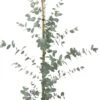 Gomboom (Eucalyptus Gunnii) H 80-100 Cm -PlantenPuur Verkoopwinkel 8720196468669