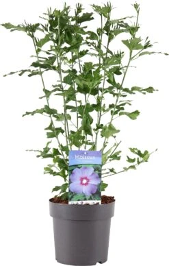 Chinese Roos (Hibiscus Syriacus 'Oiseau Blue') H 100-125 Cm