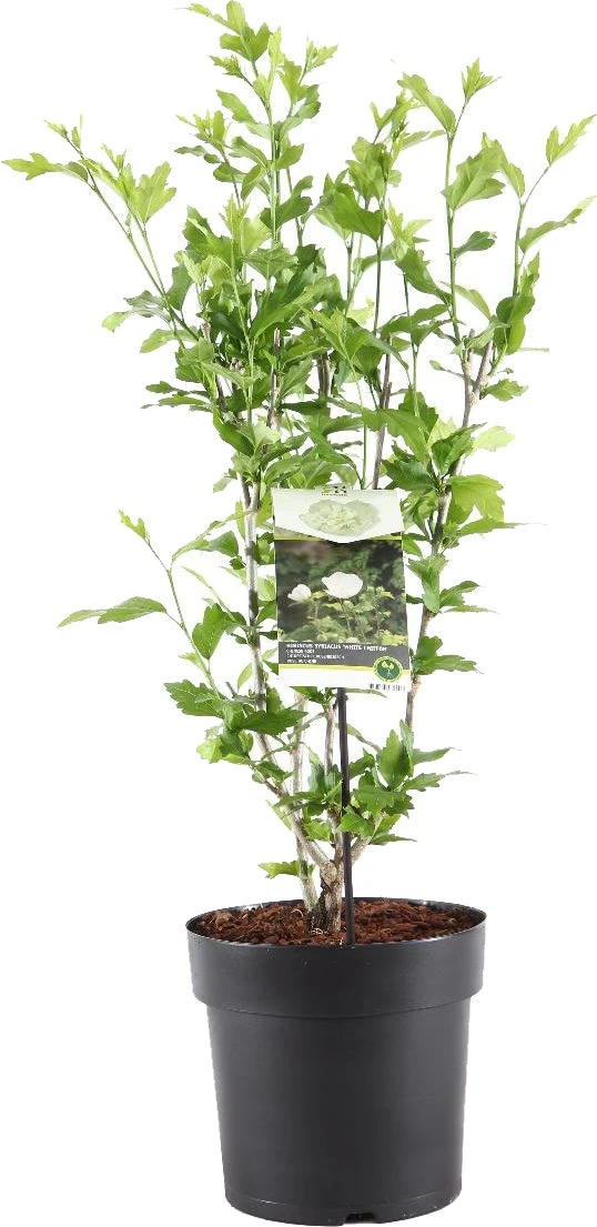 Chinese Roos (Hibiscus Syriacus 'White Chiffon') H 80-100 Cm 3 Chinese Roos (Hibiscus Syriacus 'White Chiffon') H 80-100 Cm