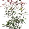 Glansmispel (Photinia Serrulata 'Red Robin') H 125-150 Cm -PlantenPuur Verkoopwinkel 8720196468805