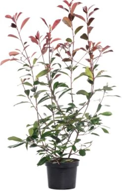 Glansmispel (Photinia Serrulata 'Red Robin') H 175-200 Cm