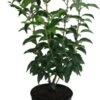 Portugese Laurier (Prunus Lusitanica 'Angustifolia') H 125-150 Cm -PlantenPuur Verkoopwinkel 8720196468867