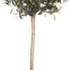 Olijfboom (Olea Europaea) H 100 Cm -PlantenPuur Verkoopwinkel 8720196468911