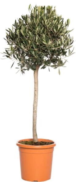 Olijfboom (Olea Europaea) H 100 Cm