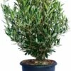 Olijfboom (Olea Europaea) H 125-150 Cm 2 Olijfboom (Olea Europaea) H 125-150 Cm -PlantenPuur Verkoopwinkel 8720196468935