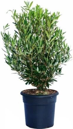 Olijfboom (Olea Europaea) H 125-150 Cm