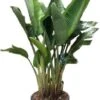 Paradijsvogelplant (Strelitzia Nicolai) D 55 H 175 Cm