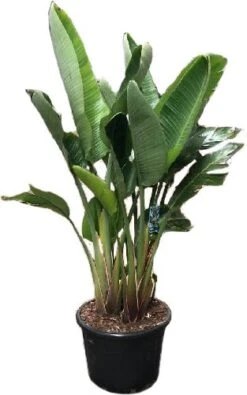 Paradijsvogelplant (Strelitzia Nicolai) D 55 H 175 Cm