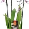 Cambria-orchidee (Cambria) D 17 H 75 Cm 2 Cambria-orchidee (Cambria) D 17 H 75 Cm -PlantenPuur Verkoopwinkel 8720196509478