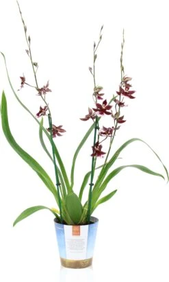 Cambria-orchidee (Cambria) D 17 H 75 Cm -PlantenPuur Verkoopwinkel 8720196509478 3