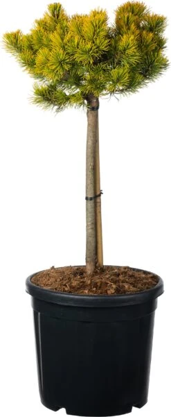 Bergden (Pinus Mugo 'Carsten's Wintergold') D 38 H 60 Cm
