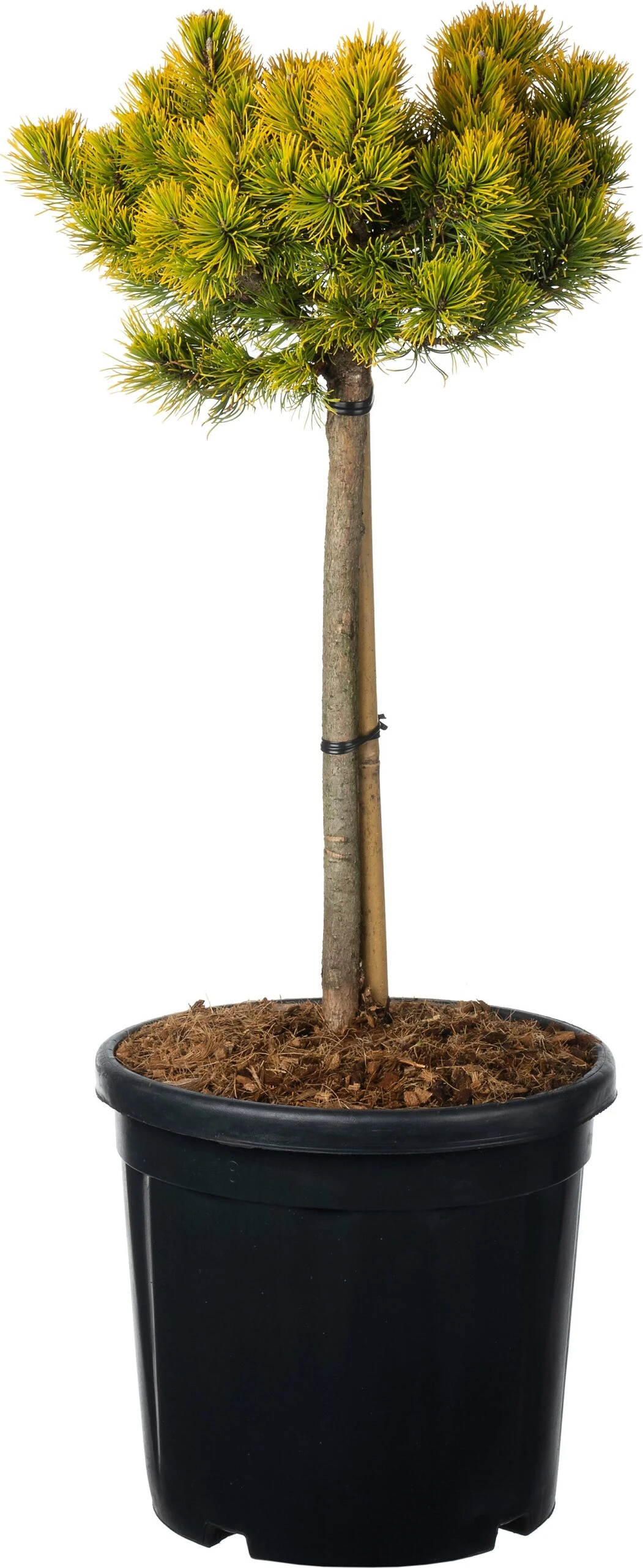 Bergden (Pinus Mugo 'Carsten's Wintergold') D 38 H 60 Cm 3 Bergden (Pinus Mugo 'Carsten's Wintergold') D 38 H 60 Cm