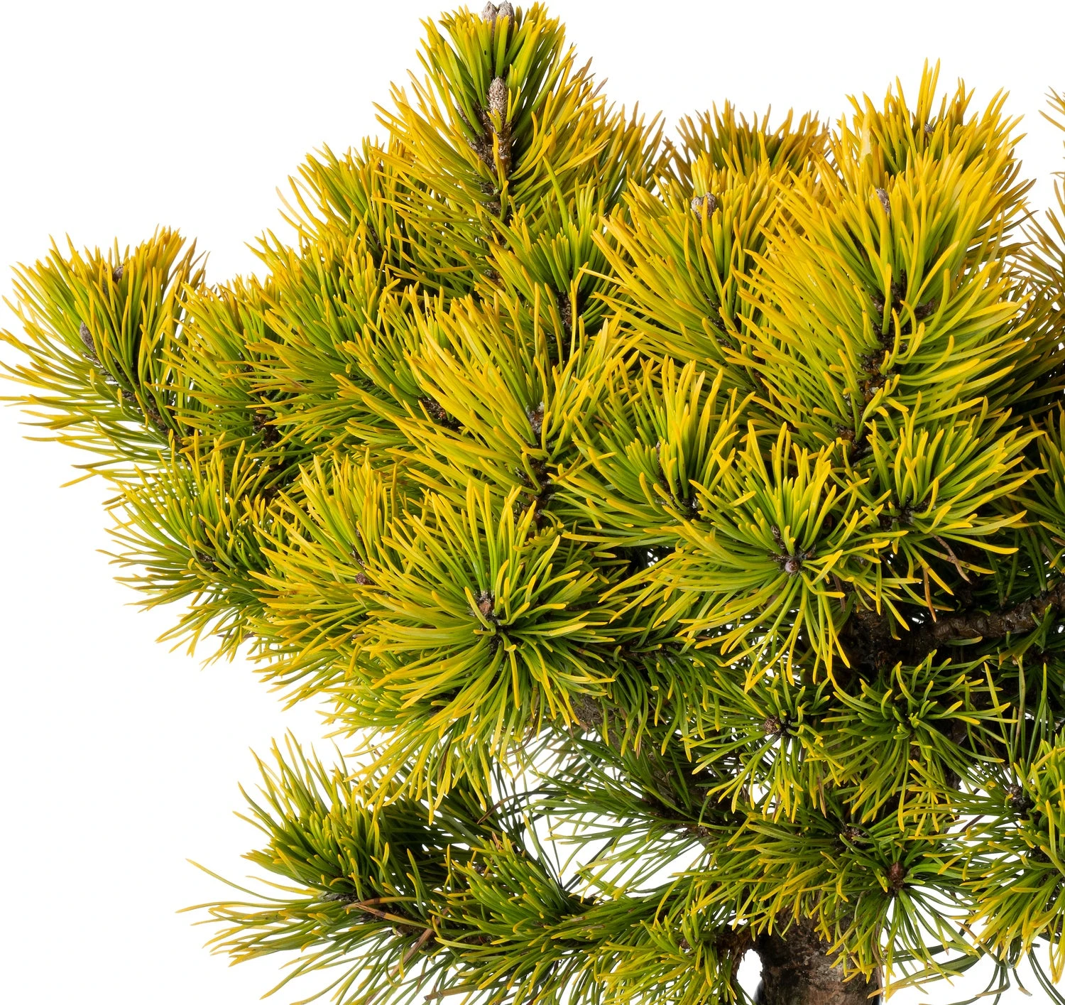 Bergden (Pinus Mugo 'Carsten's Wintergold') D 38 H 60 Cm 4 Bergden (Pinus Mugo 'Carsten's Wintergold') D 38 H 60 Cm - Afbeelding 2