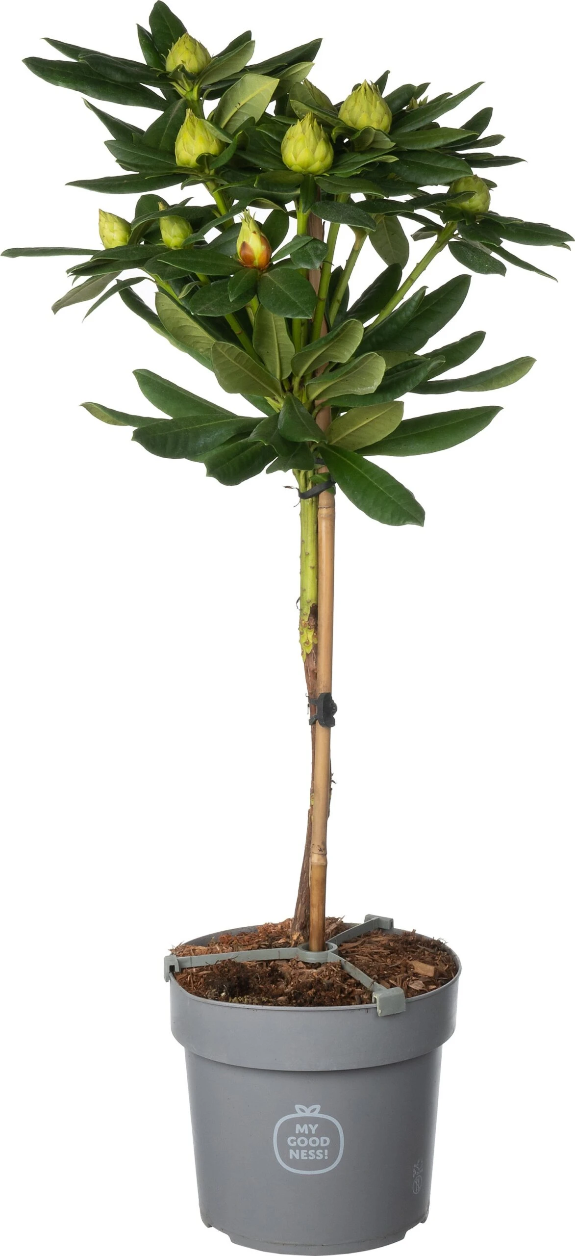 Rhododendron (Rhododendron 'Cosmopolitan') D 19 H 65 Cm 3 Rhododendron (Rhododendron 'Cosmopolitan') D 19 H 65 Cm