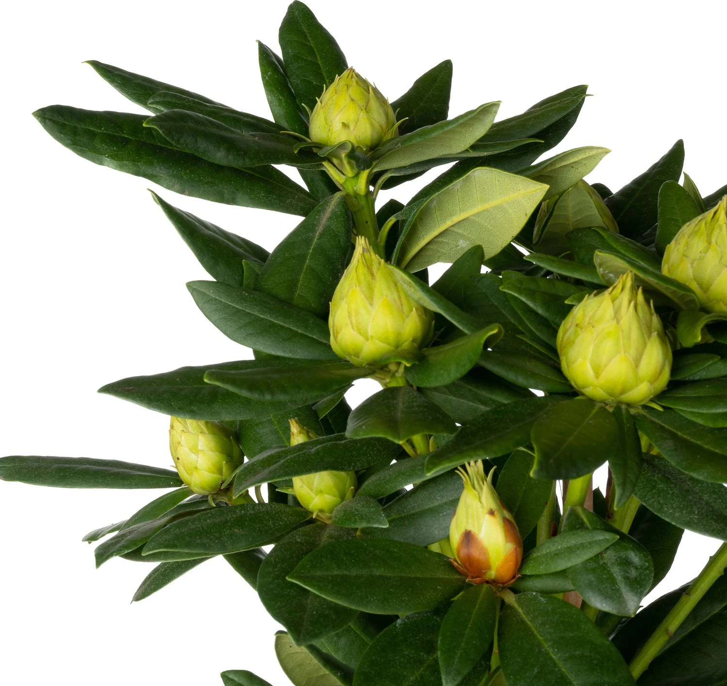 Rhododendron (Rhododendron 'Cosmopolitan') D 19 H 65 Cm 4 Rhododendron (Rhododendron 'Cosmopolitan') D 19 H 65 Cm - Afbeelding 2