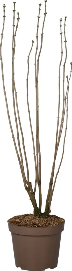 Sering (Syringa Vulgaris 'Paul Deschanel') D 32 H 100 Cm