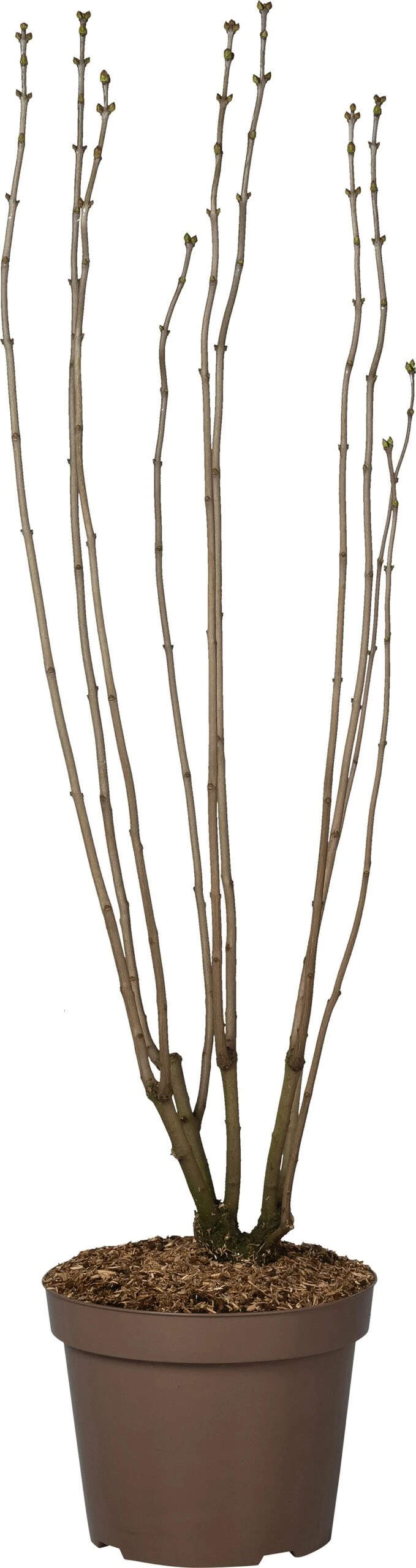 Sering (Syringa Vulgaris 'Paul Deschanel') D 32 H 100 Cm 3 Sering (Syringa Vulgaris 'Paul Deschanel') D 32 H 100 Cm