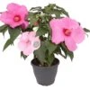 Chinese Roos (Hibiscus Moscheutos 'Extreme Pink') D 23 H 50 Cm 2 Chinese Roos (Hibiscus Moscheutos 'Extreme Pink') D 23 H 50 Cm -PlantenPuur Verkoopwinkel 8720196545698