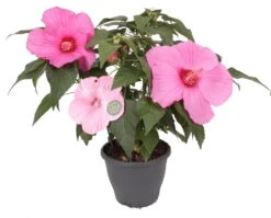 Chinese Roos (Hibiscus Moscheutos 'Extreme Pink') D 23 H 50 Cm