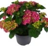 Hortensia (Hydrangea Macrophylla 'Mophead Pink') D 23 H 45 Cm 1 Hortensia (Hydrangea Macrophylla 'Mophead Pink') D 23 H 45 Cm -PlantenPuur Verkoopwinkel 8720196549023 1
