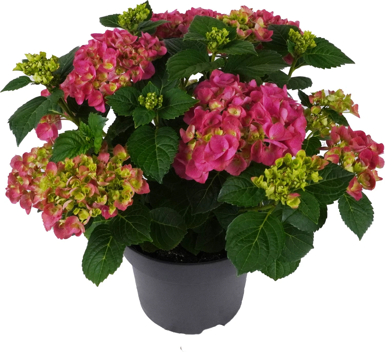 Hortensia (Hydrangea Macrophylla 'Mophead Pink') D 23 H 45 Cm 4 Hortensia (Hydrangea Macrophylla 'Mophead Pink') D 23 H 45 Cm - Afbeelding 2