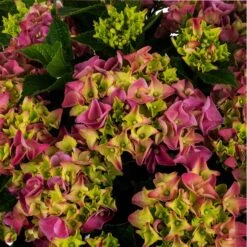 Hortensia (Hydrangea Macrophylla 'Mophead Pink') D 23 H 45 Cm 7 Hortensia (Hydrangea Macrophylla 'Mophead Pink') D 23 H 45 Cm -PlantenPuur Verkoopwinkel 8720196549023 2 1