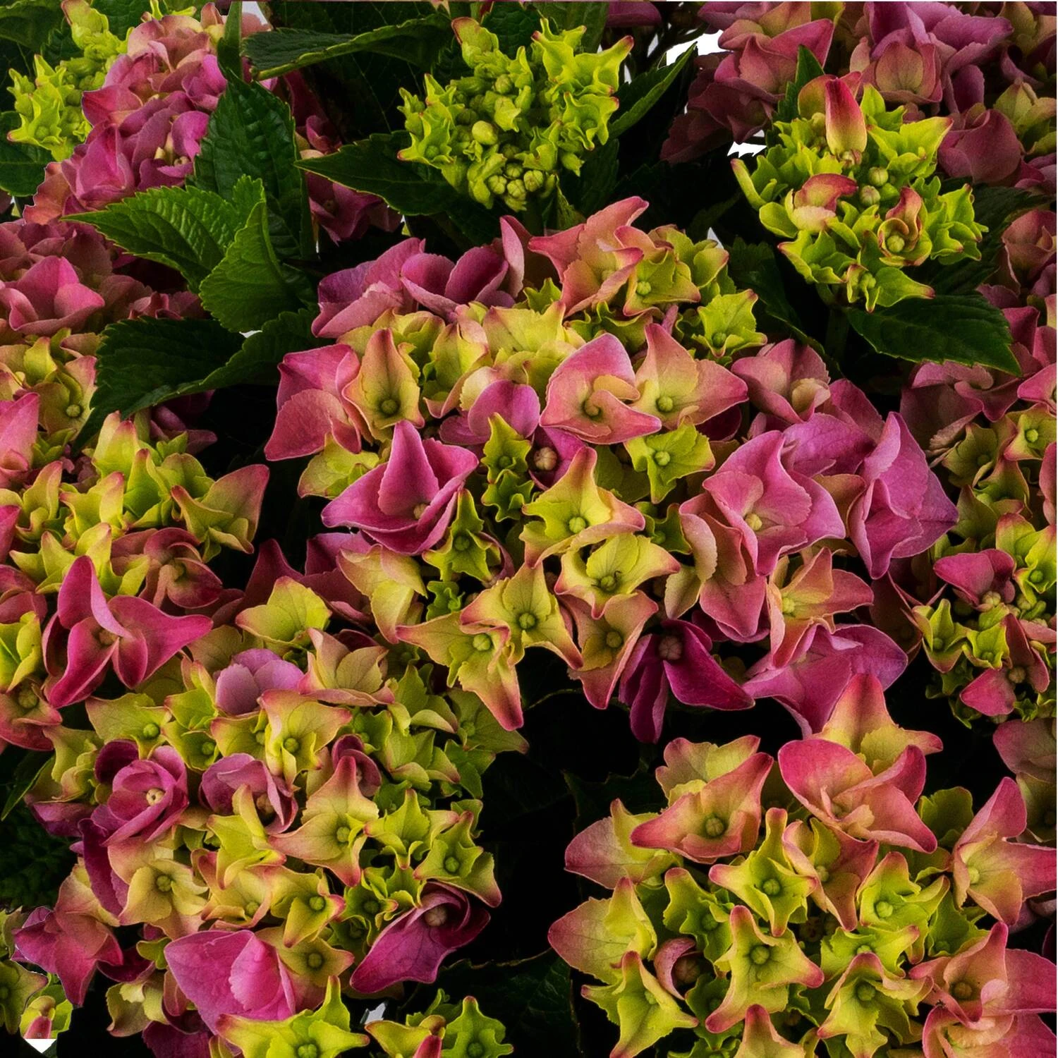 Hortensia (Hydrangea Macrophylla 'Mophead Pink') D 23 H 45 Cm 5 Hortensia (Hydrangea Macrophylla 'Mophead Pink') D 23 H 45 Cm - Afbeelding 3